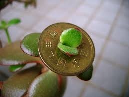images-2