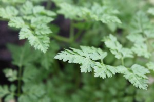 chervil