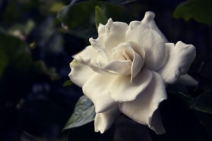 Toned image of a white gardenia flower